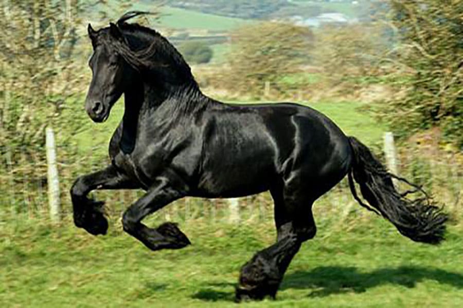 découvrez comment faire du cheval à Alicante !