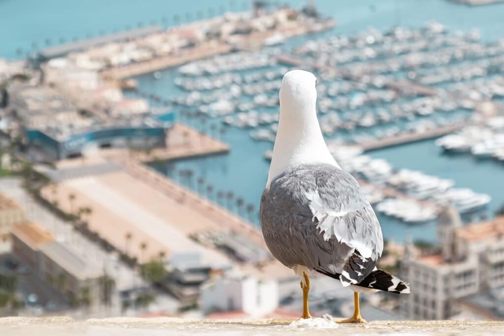 Alicante, la ville où il y a le plus de soleil en Europe