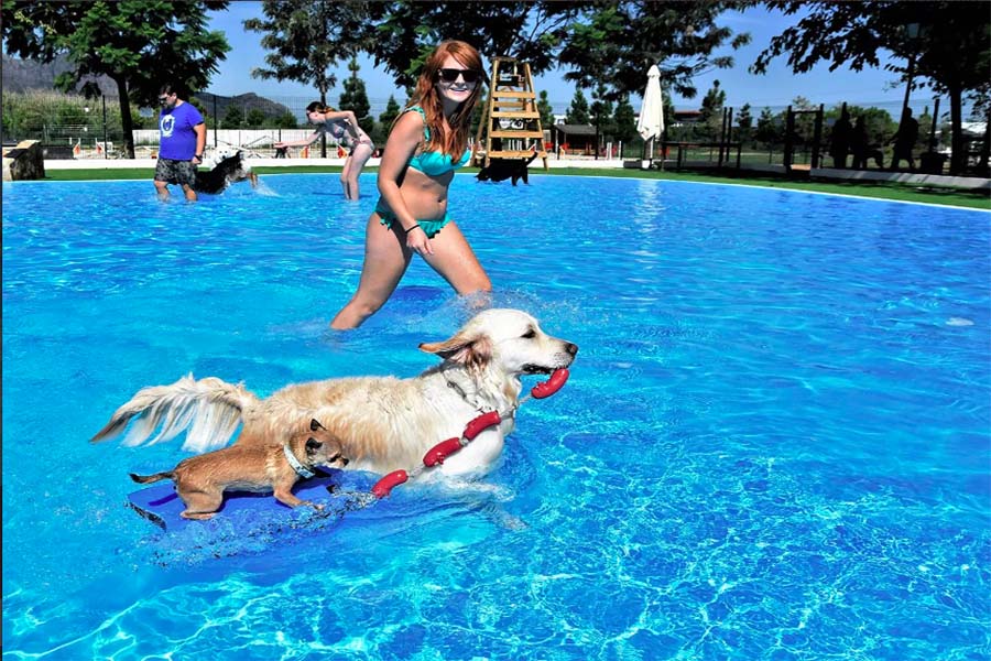 Piscine pour chien : apprenez-en plus en consultant notre article