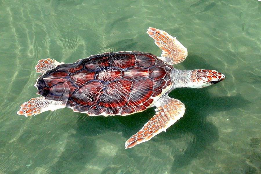 tortue-boba- topinfoalicante