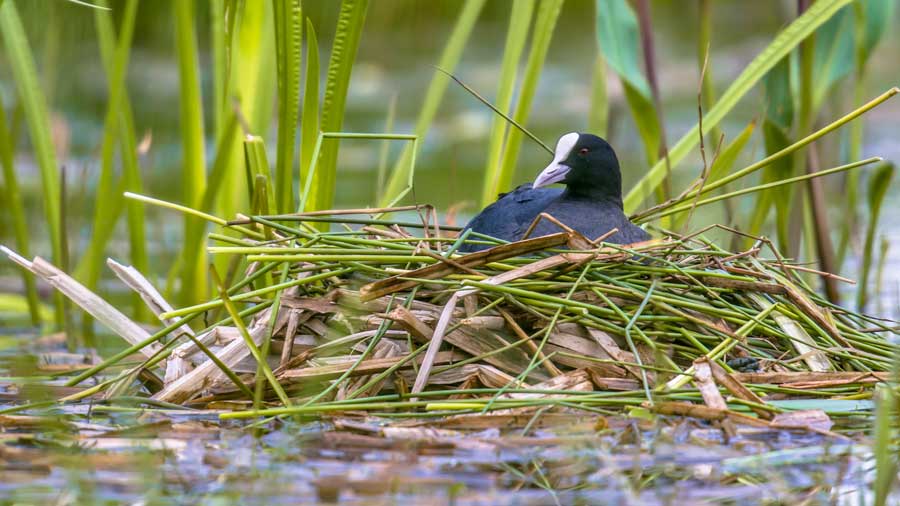 biodiversite-foulque-maure el clot de galvany