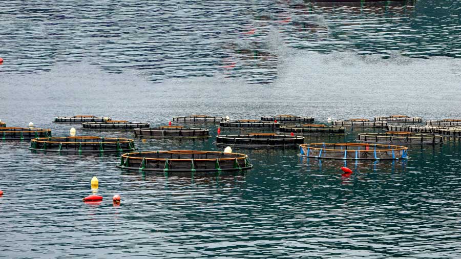 Piscifactorias