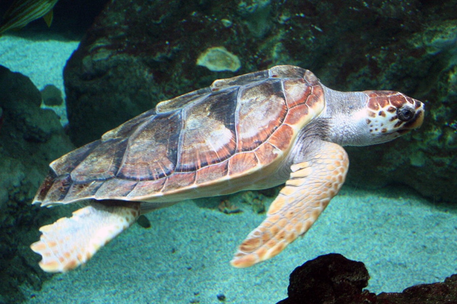 Les tortues marines pondent leurs œufs sur les plages d'Alicante